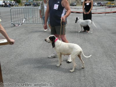 Gascon Saintongeois BAGUIE DU CAUSSE DES AYGUIERES Gascon Saintongeois BAGUIE DU CAUSSE DES AYGUIERES